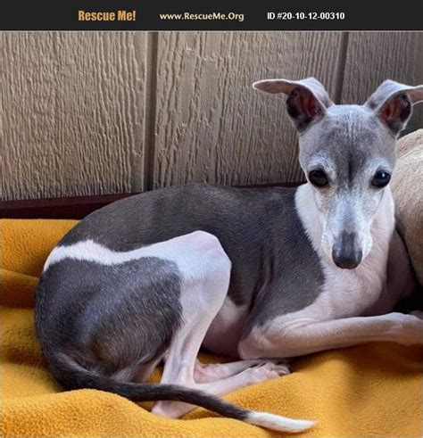 italian greyhound florida|italian greyhound rescues near me.